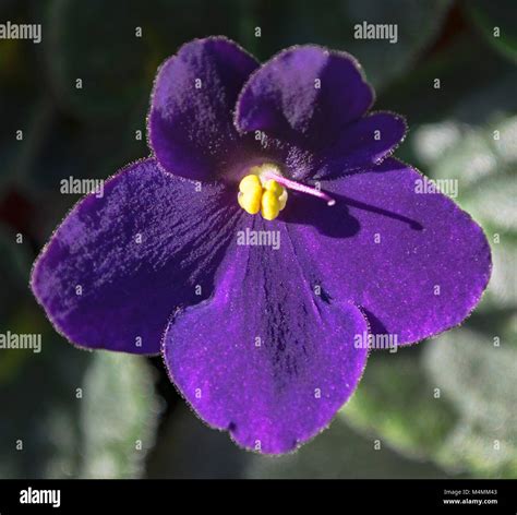 Violet Tropical Flower Hi Res Stock Photography And Images Alamy