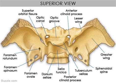 Superior View Of Sphenoid Bone Skull Anatomy Anatomy Bones Human