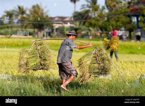 Farmer In Rice Field Kep Cambodia Stock Photo Alamy