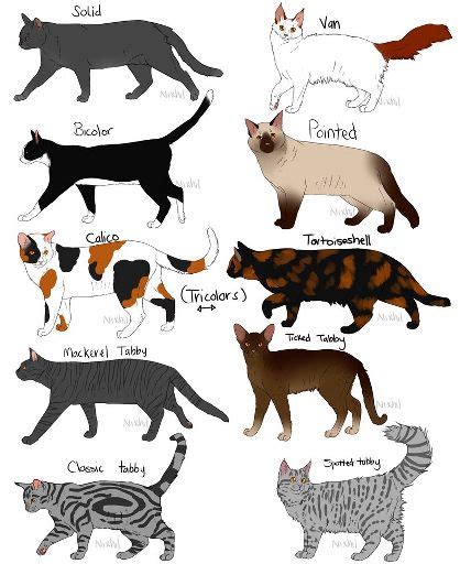 Favorite Cat Coat Colorpatterns🐱 Pets Amino