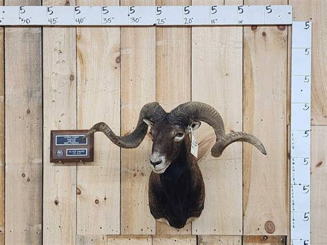Mouflon Cross Ram Sheep Shoulder Mount Taxidermy Auction