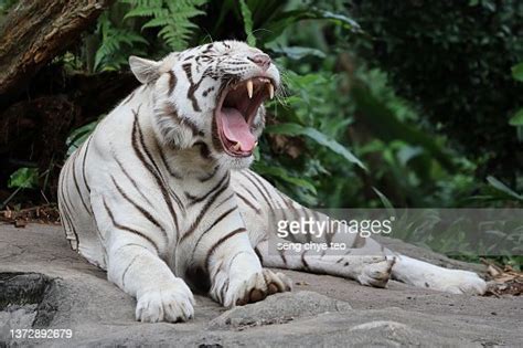 White Tiger Portrait Series High Res Stock Photo Getty Images