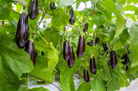 How To Grow Eggplants The Ultimate Guide Green Garden Tribe