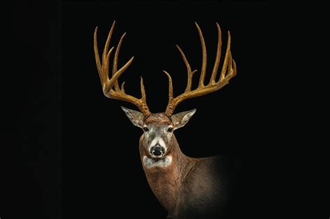 Newly Unearthed 200 Inch Buck Shot In The1960s Shatters Pennsylvania
