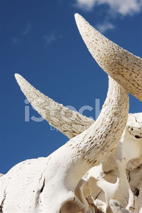 Skull Horns Dead Bison Bones Stock Photos