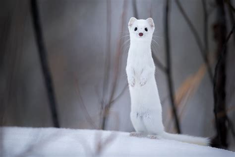 Winter Photography In Yellowstone Ermine — Revealed In Nature 20