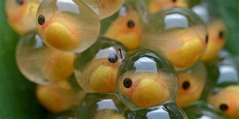 Packed with four of our popular moby bath basics in a. How Many Guppies in a 10 Gallon Tank | FishtankAuthority.com
