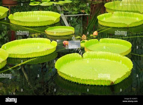 Amazon Waterlily Victoria Cruziana Floating Leaves Water Lily House