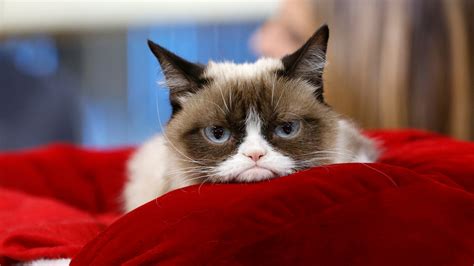 Get Well Soon Grumpy Cat