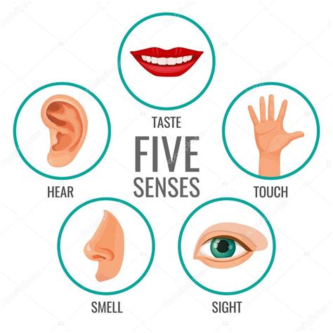 Five Senses Of Human Perception Poster Icons Taste And Hear Touch And