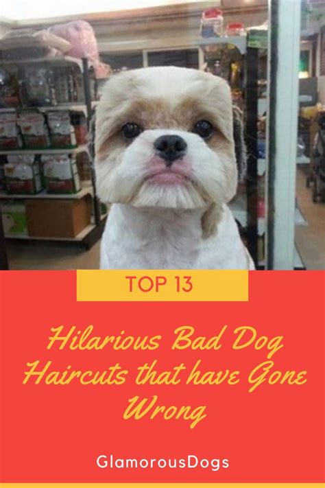 Top 13 Hilarious Bad Dog Haircuts That Have Gone Wrong Glamorous Dogs