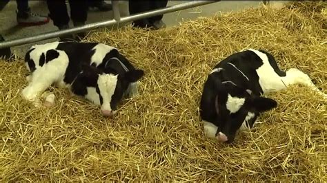 see the miracle of birth at farm show calving corner