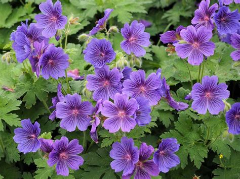 17 Fabulous Purple Flowering Annuals Photos Garden
