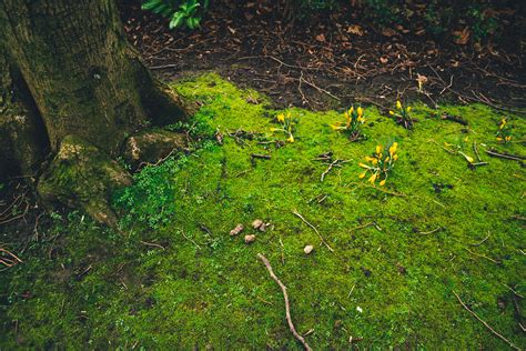 Free Images Tree Nature Forest Grass Sunlight Leaf Flower Moss