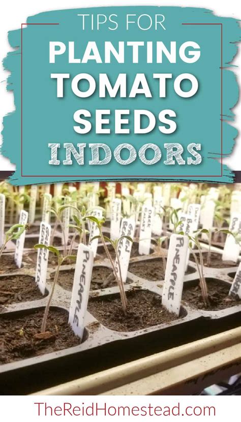 Seed Starting 101 Planting Tomato Seeds Indoors