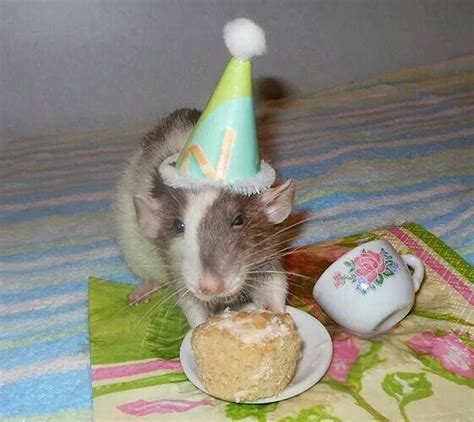 Happy Birthday To Me Funny Rats Cute Rats Cute Hamsters Cute Animals