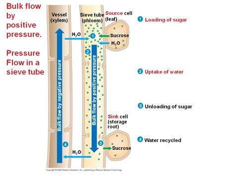 Bulk Flow By Positive Pressure The Mechanism Of Translocation In