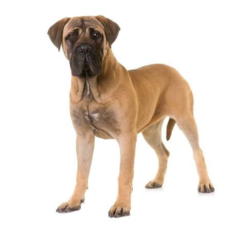 Bullmastiff Dog Breed Complete Guide Wiki Point