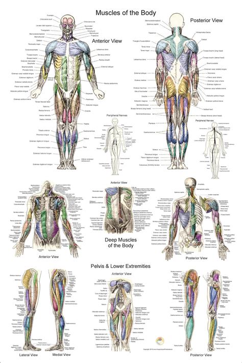 labeled-muscles-of-the-body-anterior-view-left-anterior-view-you