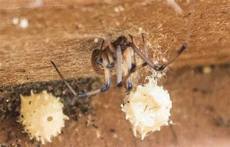Brown Widow Spider Latrodectus Geometricus Desertusa