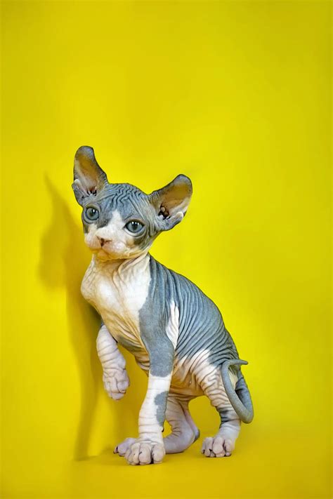 Hairless Sphynx Cat Kittens For Sale Available Today Buy Bald Cat