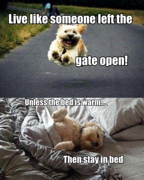 Funny Dog Quotes For More Humor Dogs And Hilarious