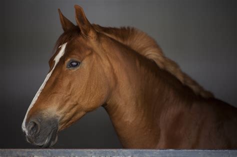 Free Photo Horse Head Animals Breath Cold Free Download Jooinn