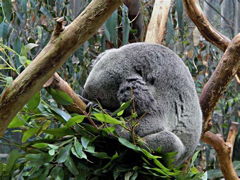 Koala Sleeping Stock Image Image Of Koalas Forest Australia 42718835