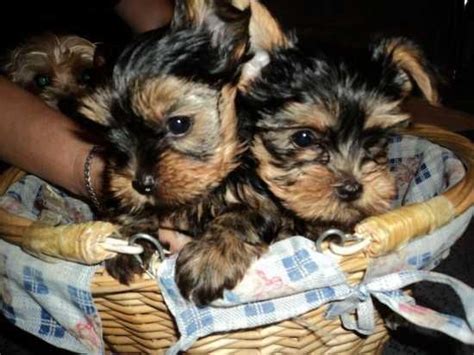 Yorkshire Terrier Puppies For Sale Bullhead City Az 73272
