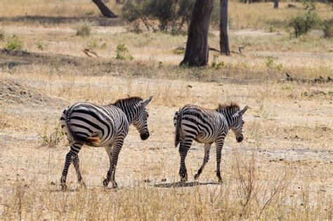 Zebras Close Up Tarangire National Park Tanzania Stock Image Image