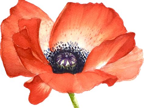 Another reason to paint watercolor flowers is that these paints can achieve vibrant tones and visual effects that recreate the naturally occurring color mixing of the flower petals. About - Mahsa Watercolor Arts