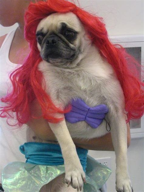 The 16 Most Shameful Pug Halloween Costumes Pug Halloween Costumes