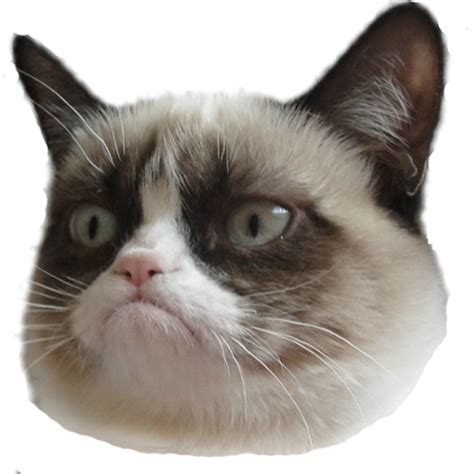 Angry Cat Png Pic Png Arts