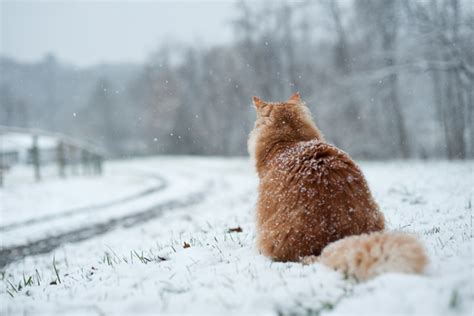 Alley Cat Allies Offers Winter Safety Tips For Cats As