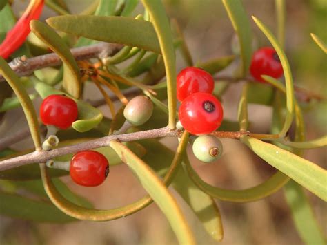 Mistletoe herb (where to buy mistletoe?) is not a very popular raw material used in herbal medicine, although it has many valuable properties. Mistletoe fruit (Parasitic Plant) in Central Australia ...
