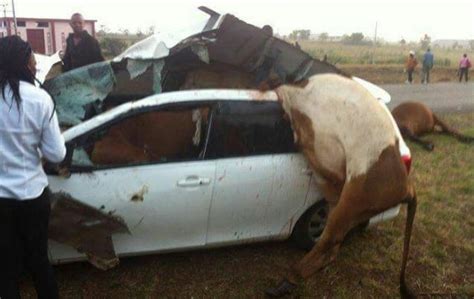 Omg Speeding Car Kills Nine Cows In Ruiru As Residents Scramble For