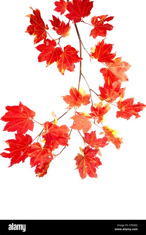 Colorful Branch Of Red Fall Leaves Isolated On White Stock Photo Alamy