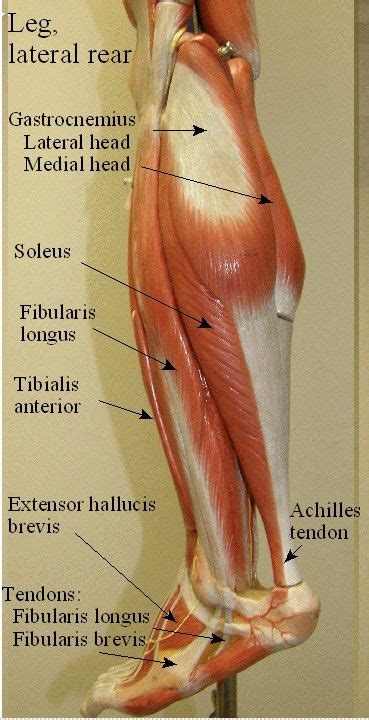 Labeled Muscles Of Lower Leg Yahoo Search Results Muscle Anatomy