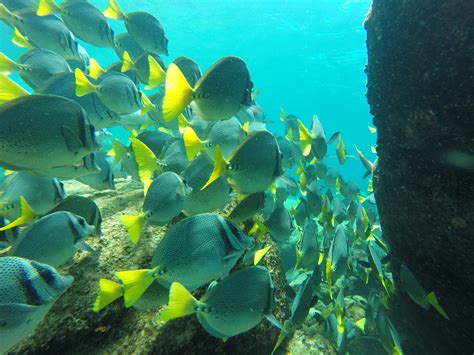 Fotos Gratis Playa Mar Agua Naturaleza Oceano Buceo Submarino