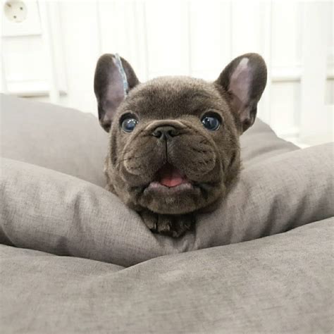 Health, longevity of life, & serving their person. Teacup French Bulldog For Sale - Micro French Bulldog