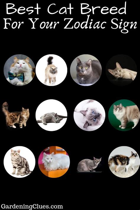 Cat Breeds Zodiac Signs