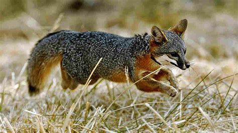 Once Nearly Extinct California Island Foxes No Longer Endangered The
