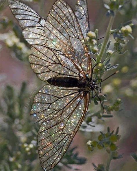 Üsküdarlı 🇹🇷 On Twitter Glitter Photography Beautiful Butterflies