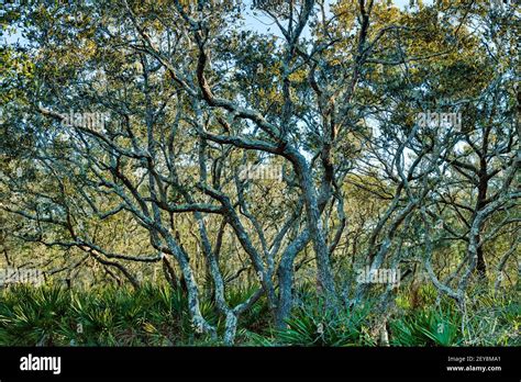 Tangled Scrub Oak Trees In The Woods In Panama City Beach Florida Usa