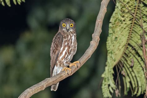 Philippines Birding Tours Philippines Birdwatching Birdquest