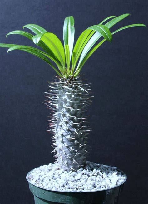 Pachypodium Lamerei Rare Madagascar Palm Plant Cactus Cacti Caudex My