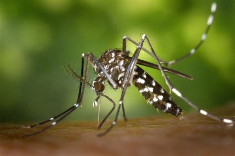 De overheid bestrijdt exotische muggen in nederland, waaronder de tijgermug. 301 Moved Permanently