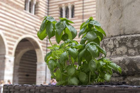 Italian Basil Plant Care How To Grow Basil At Home Bigbasket