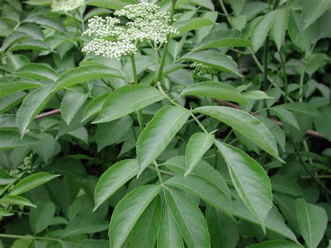 Elderberry American Black Or Common Sambucus Canadensis L 07