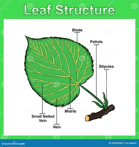 Leaf Structure Diagram Structure Leaf Vector Illustration Stock